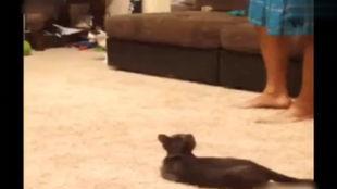 成人失误作死视频