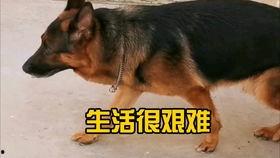 狗还能整成人吗视频,揭秘“狗还能整成人”视频背后的奥秘