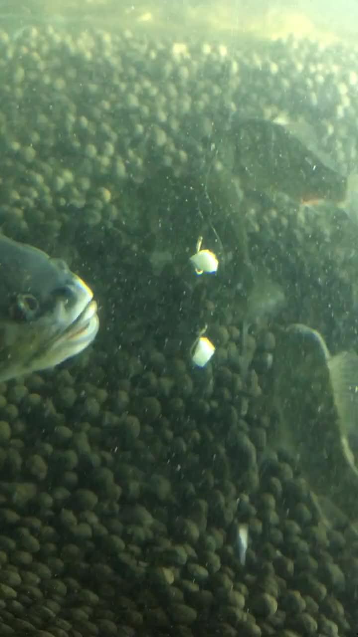 吃鱼变异成人鱼视频大全,揭秘吃鱼变异成人鱼视频大全奇观