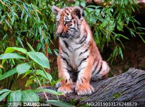 小老虎成人画法视频教学,视频教程精华概述