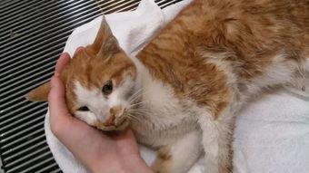 猫能投胎变成人吗视频